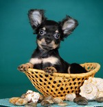 Admayr фотография