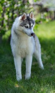 Elena Orenburg фотография