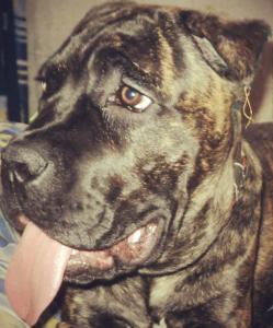 Ir-Max фотография