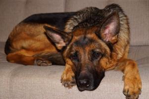 Крис фотография