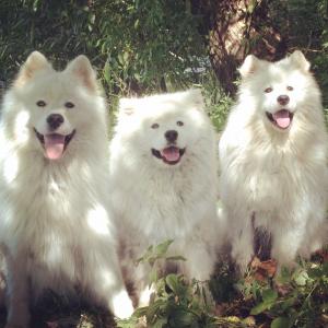 Alhabor_Almira фотография