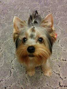 Лаура фотография