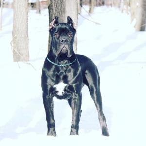 Yani фотография