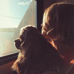 Cocker Toto фотография